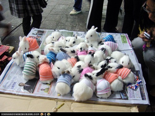 https://thearmitageeffect.files.wordpress.com/2012/04/cute-animals-daily-squee-bun-sweater-party.jpg?w=652
