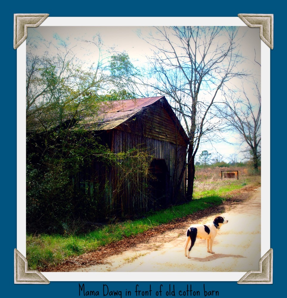 Friday Diary on a Saturday: Canines, cotton barns, porches and--have you ever seen one of these? (3/6)